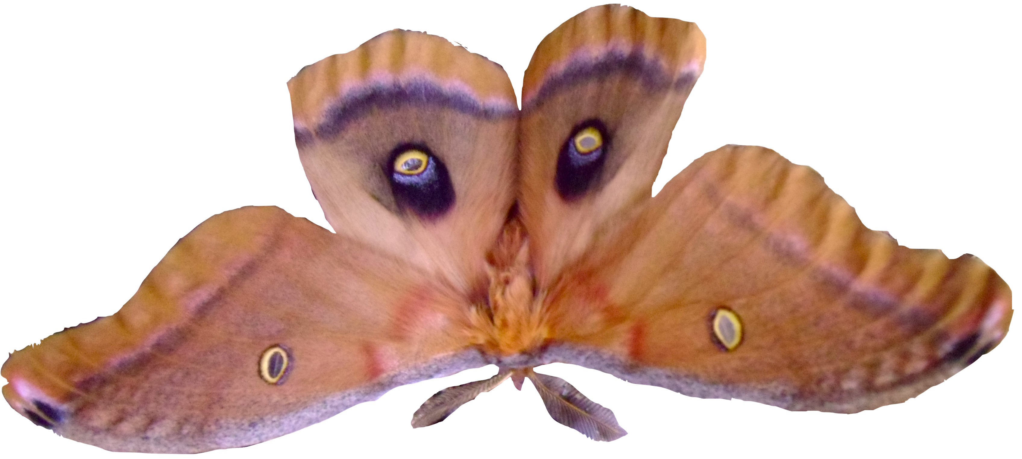 silk-moth