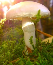 white-mushroom