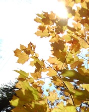 yellow-maple-leaf-sun